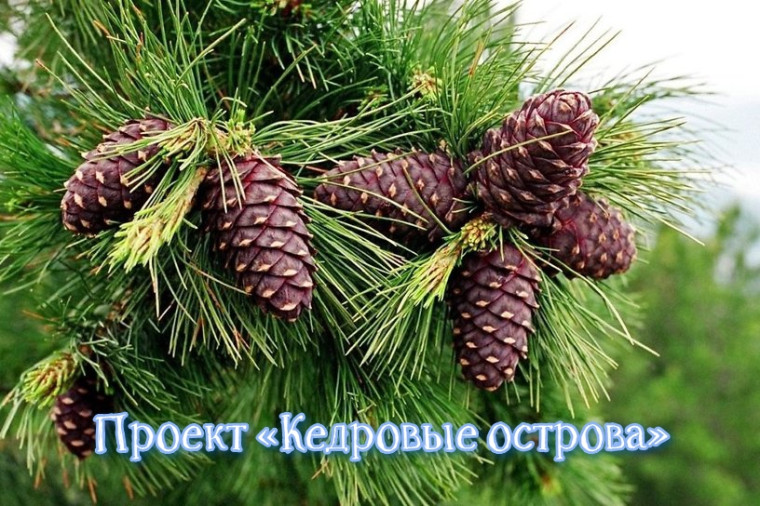 Проект «Кедровые острова».